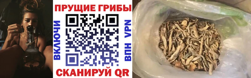 Галлюциногенные грибы Psilocybine cubensis  Купить  Кимовск 